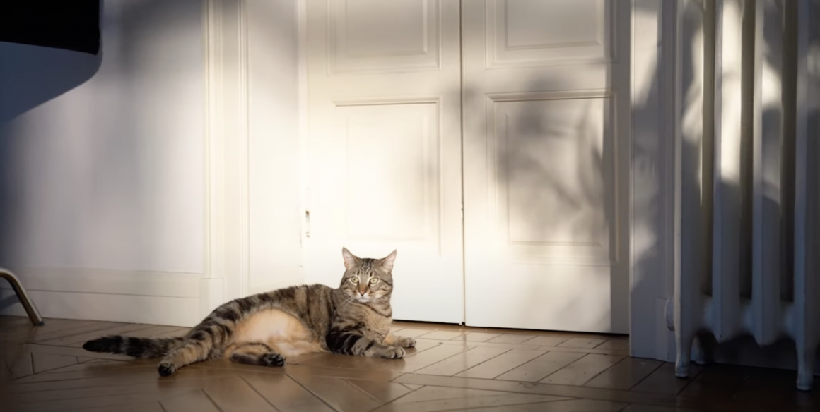 Scena dello spot Casa.it: il gatto nella location scelta da Caffeina, villa Gardenia a Milano