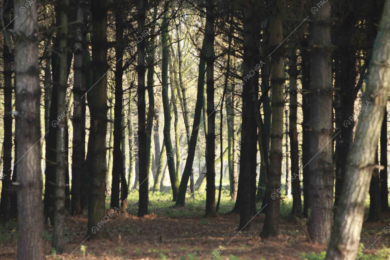 Bosco dall'aria misteriosa