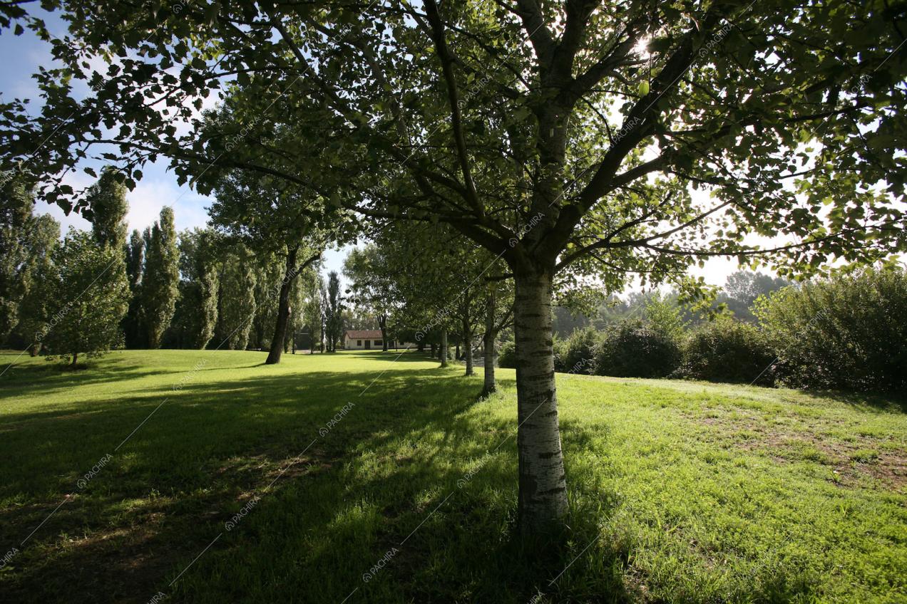 Una quercia bianca altrimenti nota come Hortus Italicus