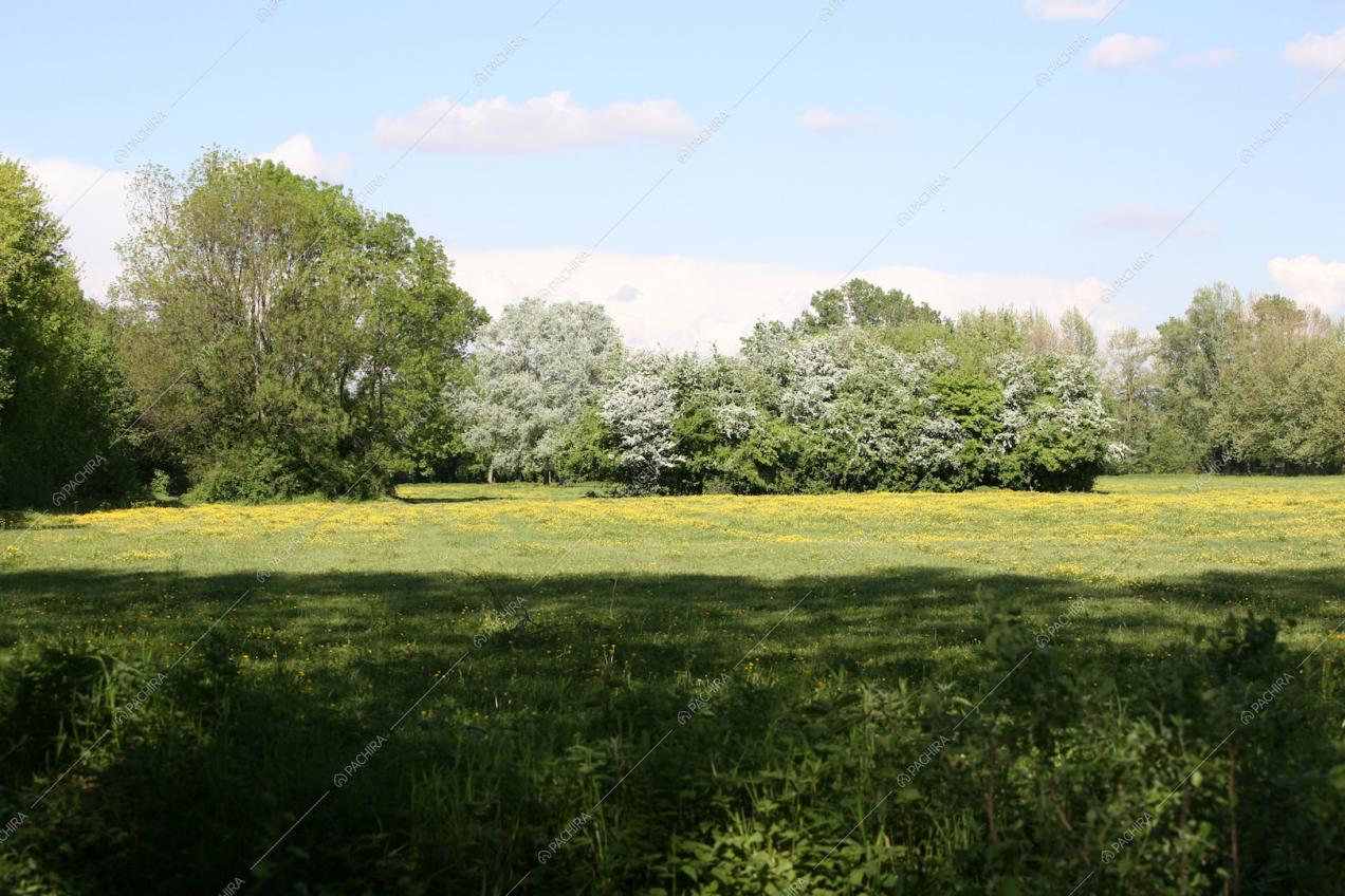 Ampia visuale sul rigoglioso parco