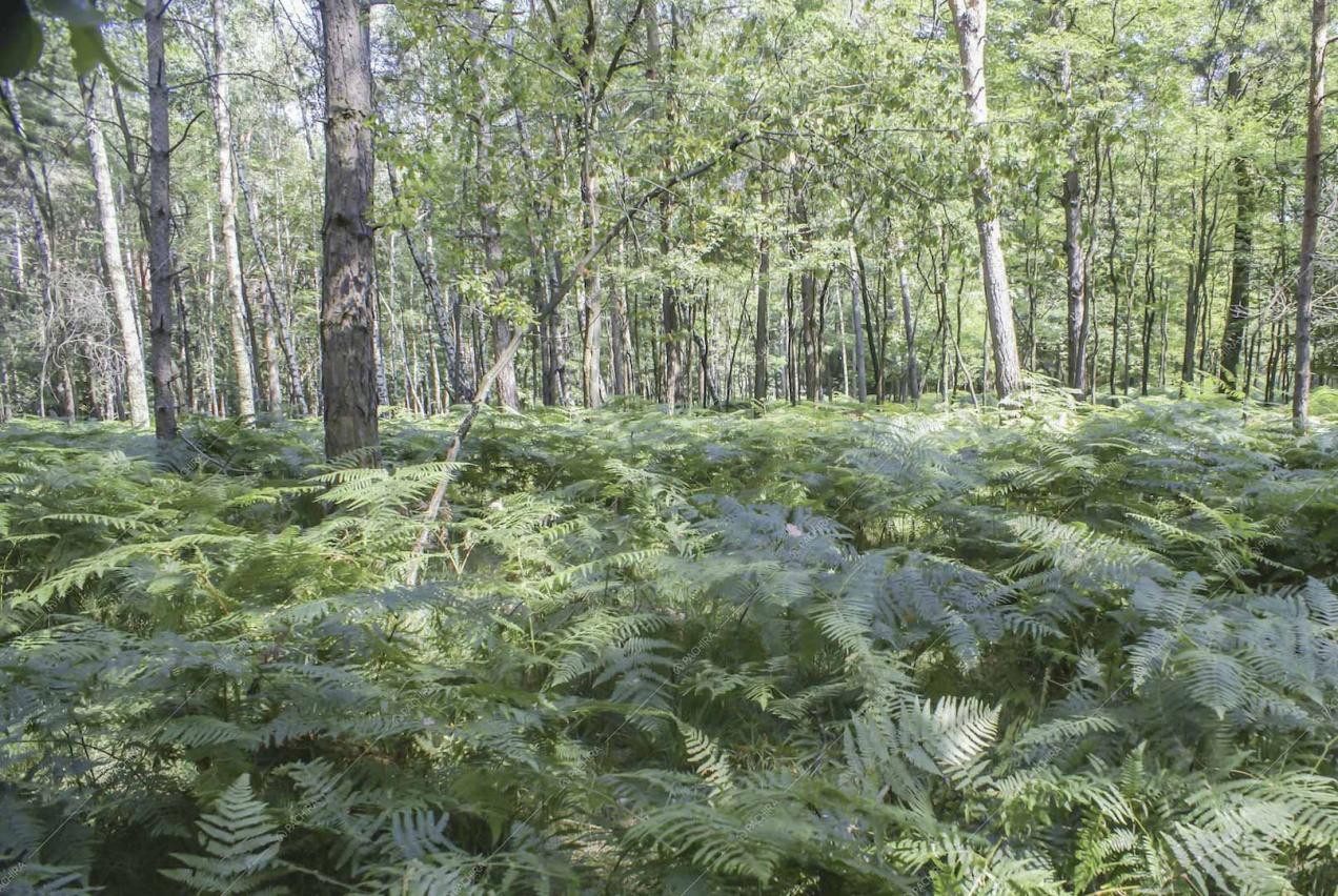 Felci e alberi nel grande parco della location Potus