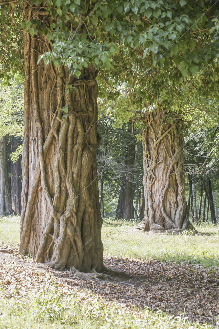Grandi alberi nel parco della location Potus