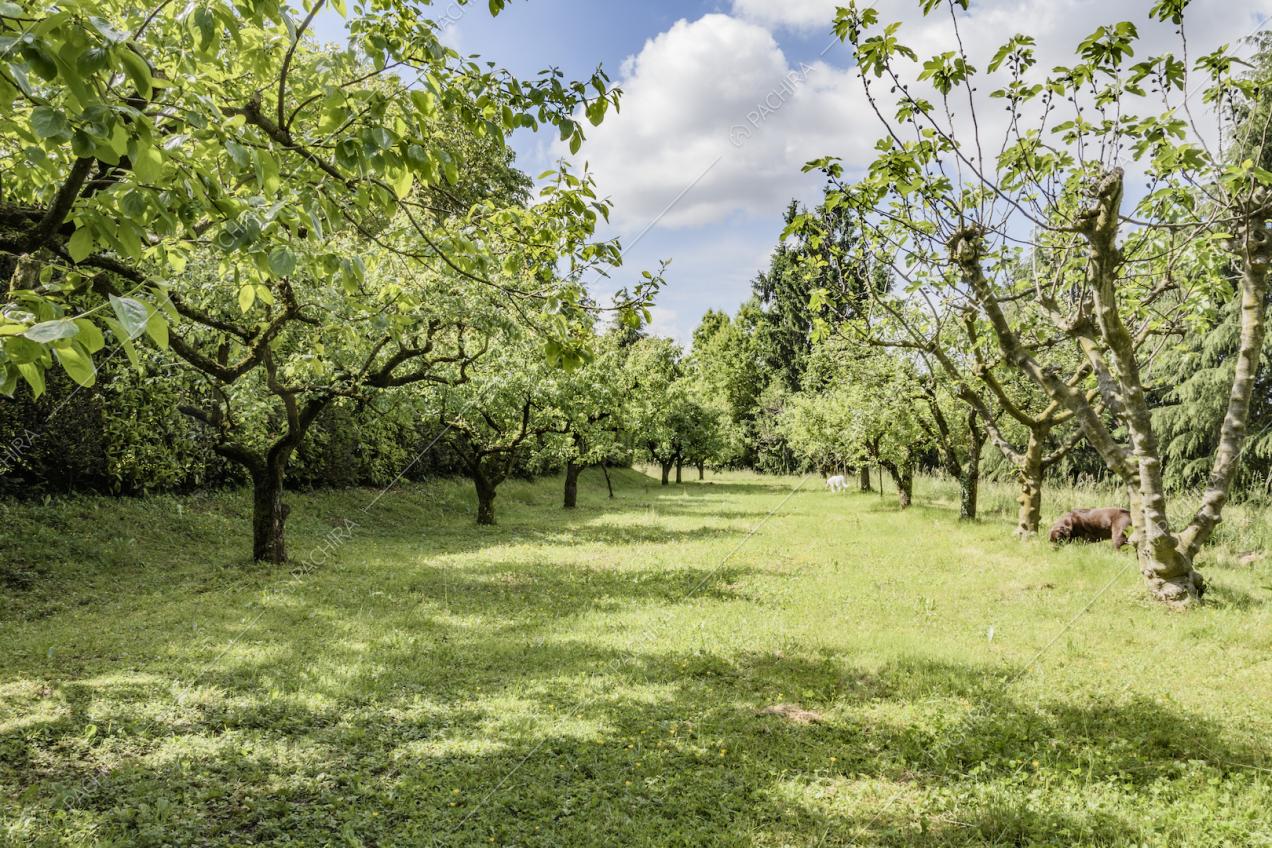 Varietà di piante e arbusti nel parco della villa
