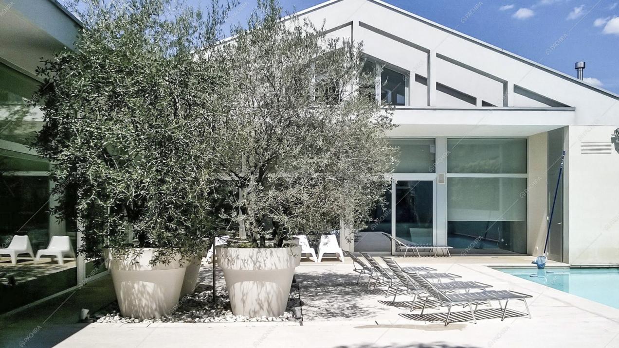 Il patio con alberi d'ulivo e zona relax