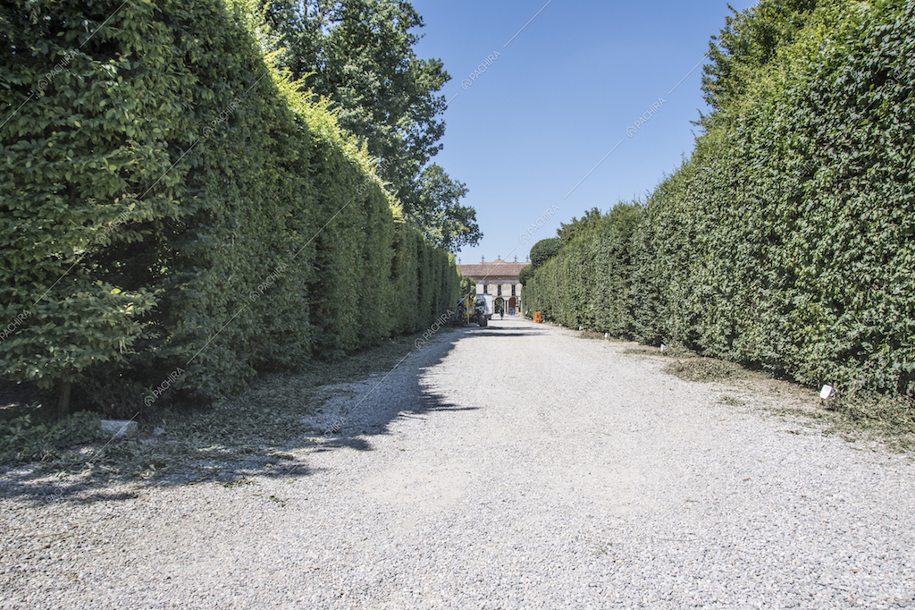 Il giardino con siepi e il vialetto in ghiaia della Location Olmo