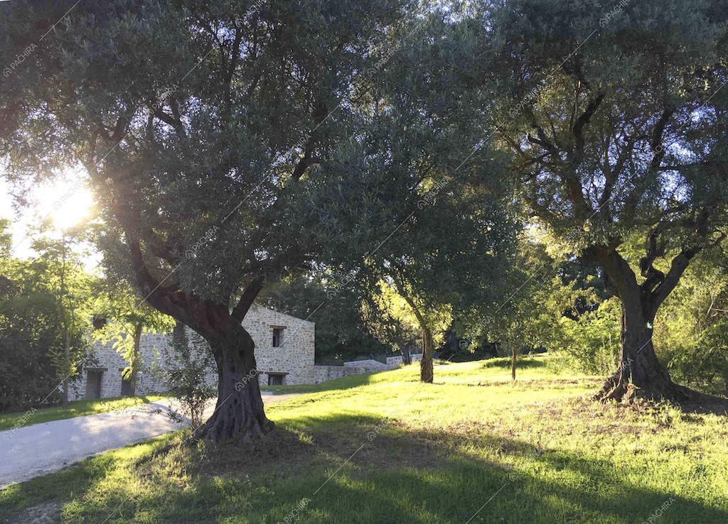 Gli ulivi nel giardino della Location Rovere
