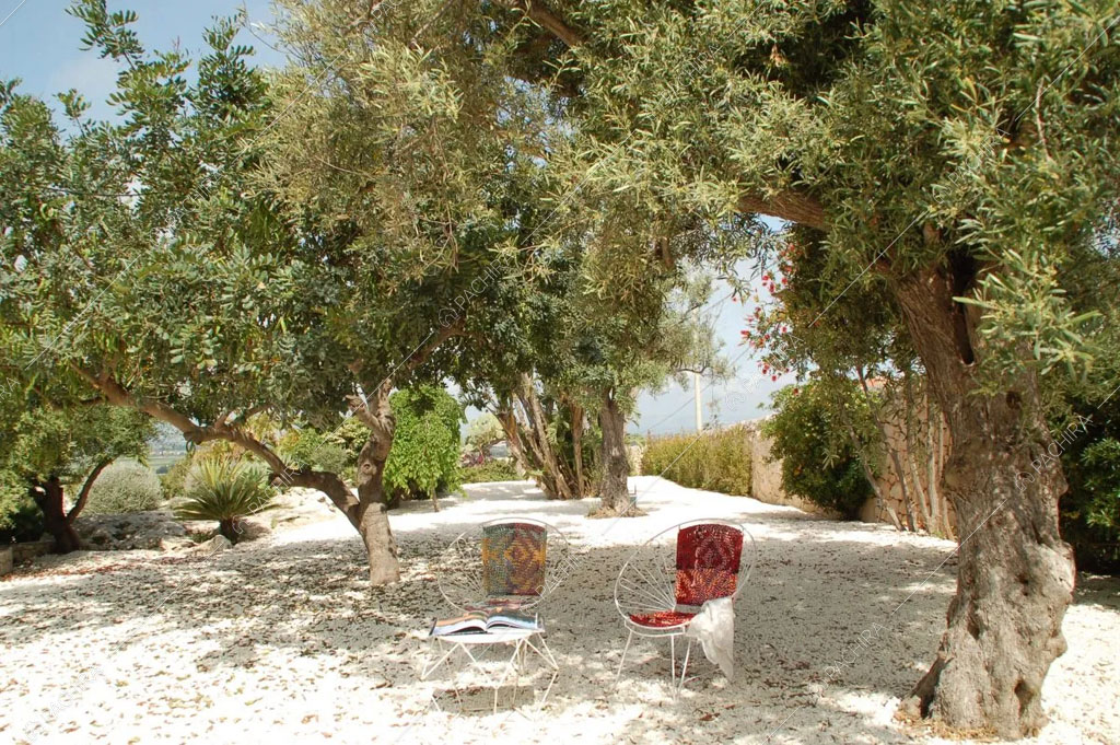 Ulivi nel giardino della villa Karoo, location in stile moderno a Siracusa