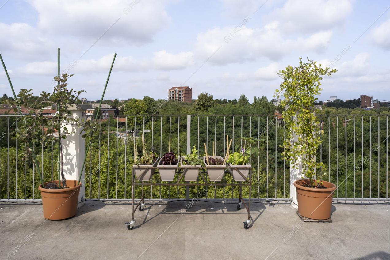 Piante sulla terrazza dell'attico e vista sul parco