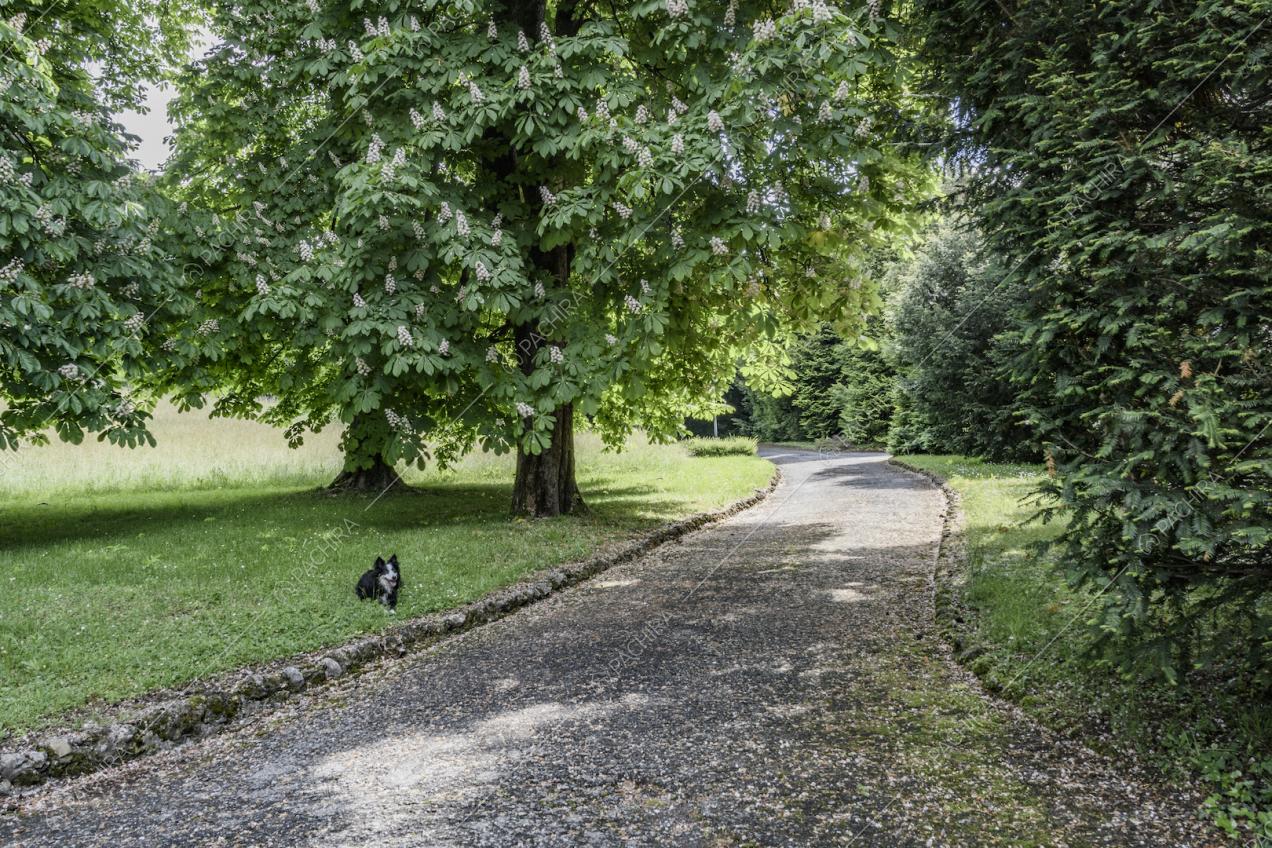 Ampio viale nel giardino della Location Frumento