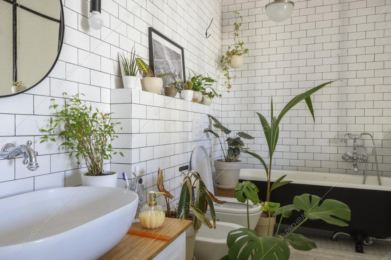 Piante in vaso all'interno del bagno e lavandino ovale